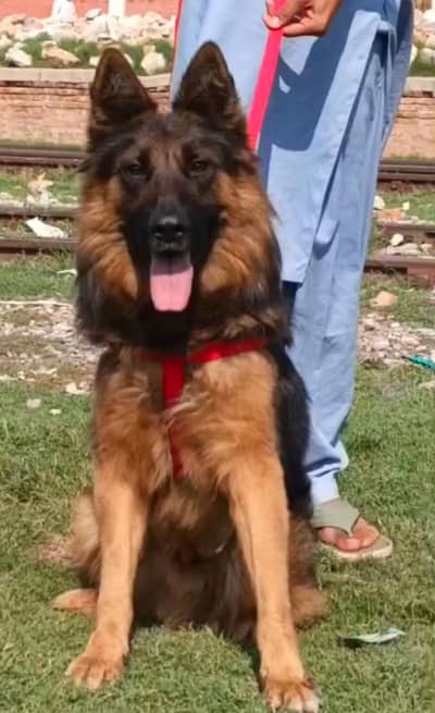 German Shepherd Puppy / Long Coat German Shepherd / 7 Months Old /