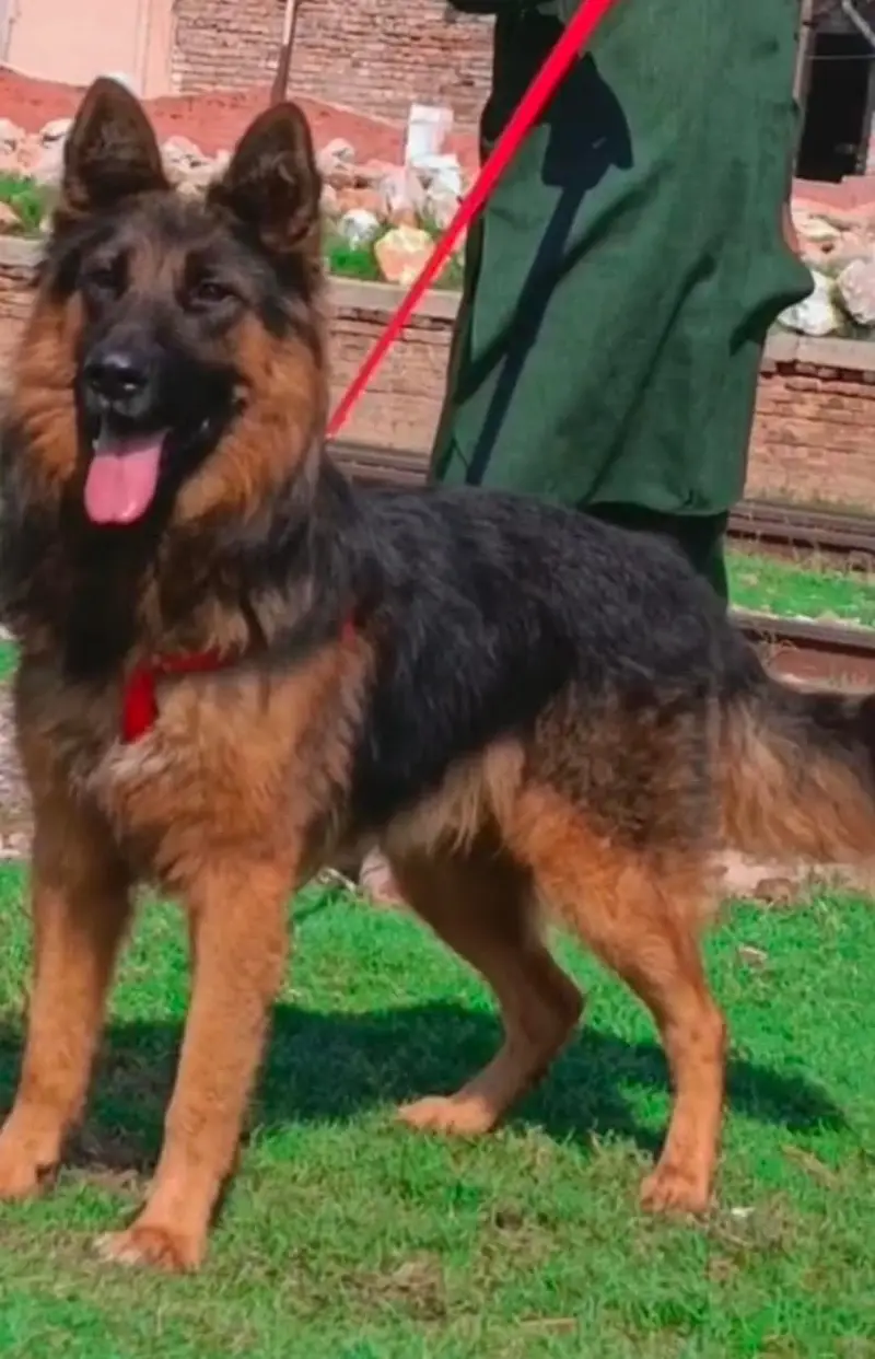 German Shepherd Puppy / Long Coat German Shepherd / 7 Months Old / — photo 2
