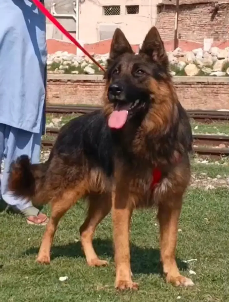 German Shepherd Puppy / Long Coat German Shepherd / 7 Months Old / — photo 3