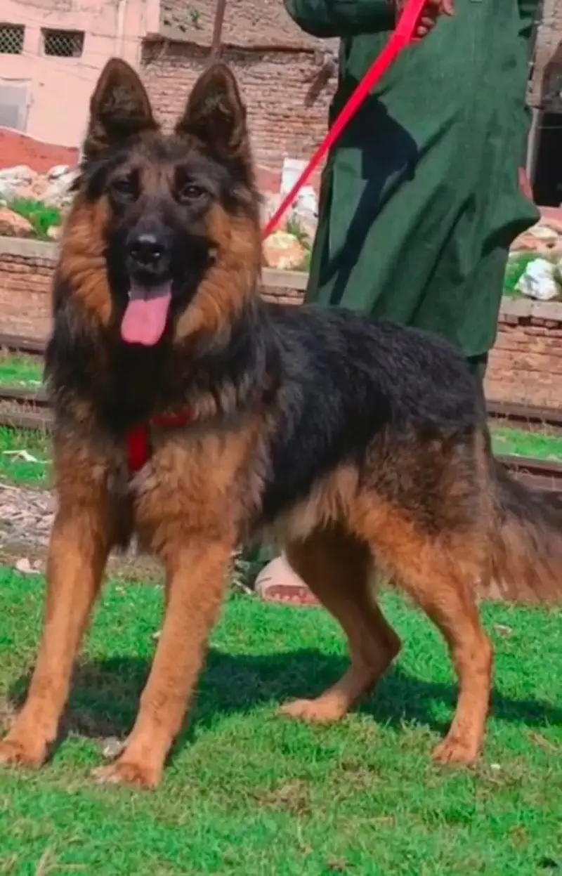 German Shepherd Puppy / Long Coat German Shepherd / 7 Months Old / — photo 4