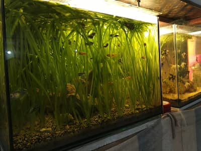 vallisneria sagittaria plant, fishes, jungle val low tech aquatic