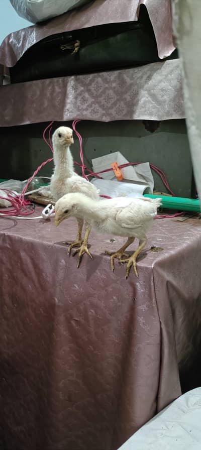 white o shamo chicks