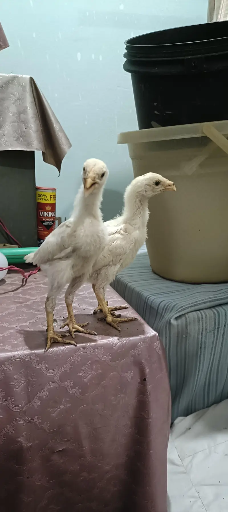 white o shamo chicks — photo 2