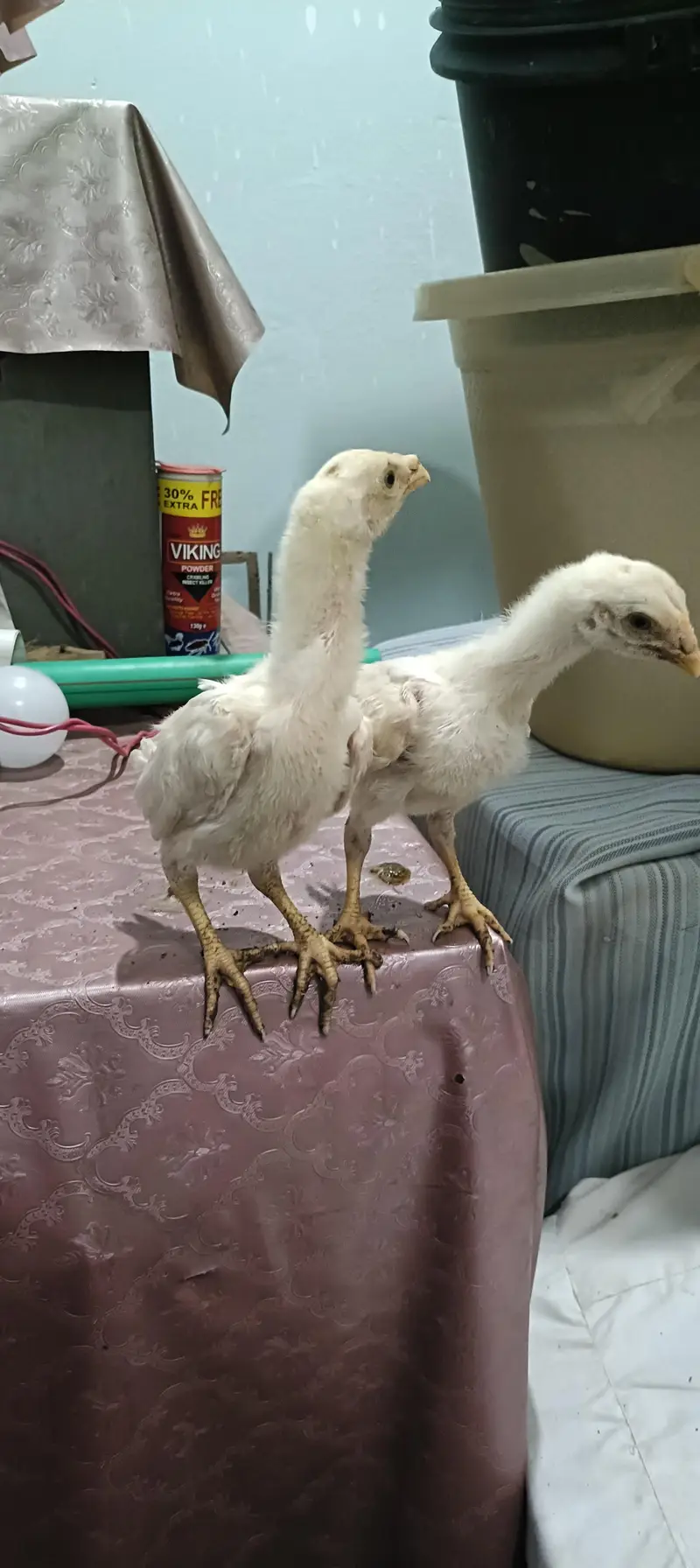 white o shamo chicks — photo 3