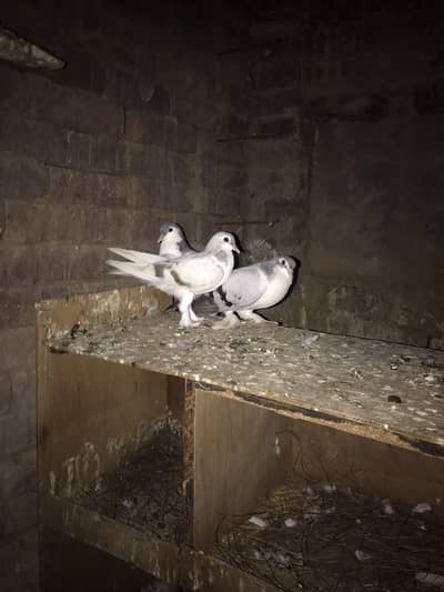 sherazi grey pair for sale