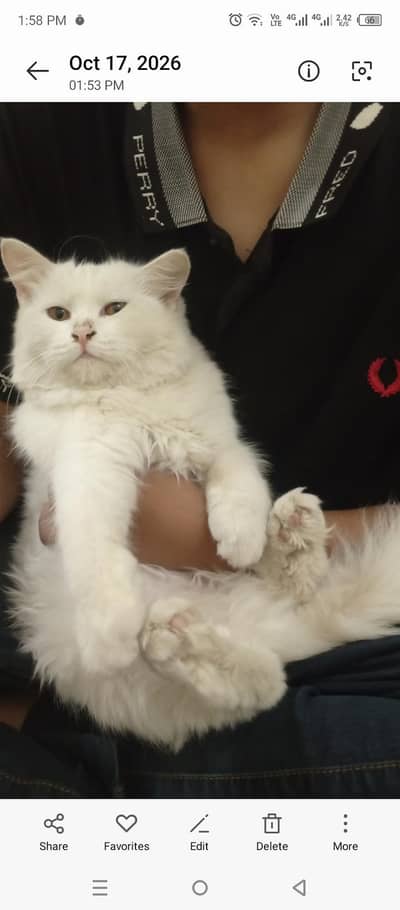 Cat for sale persian