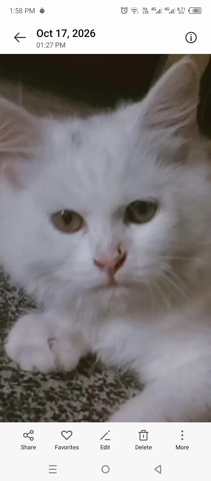 Cat for sale persian — photo 2