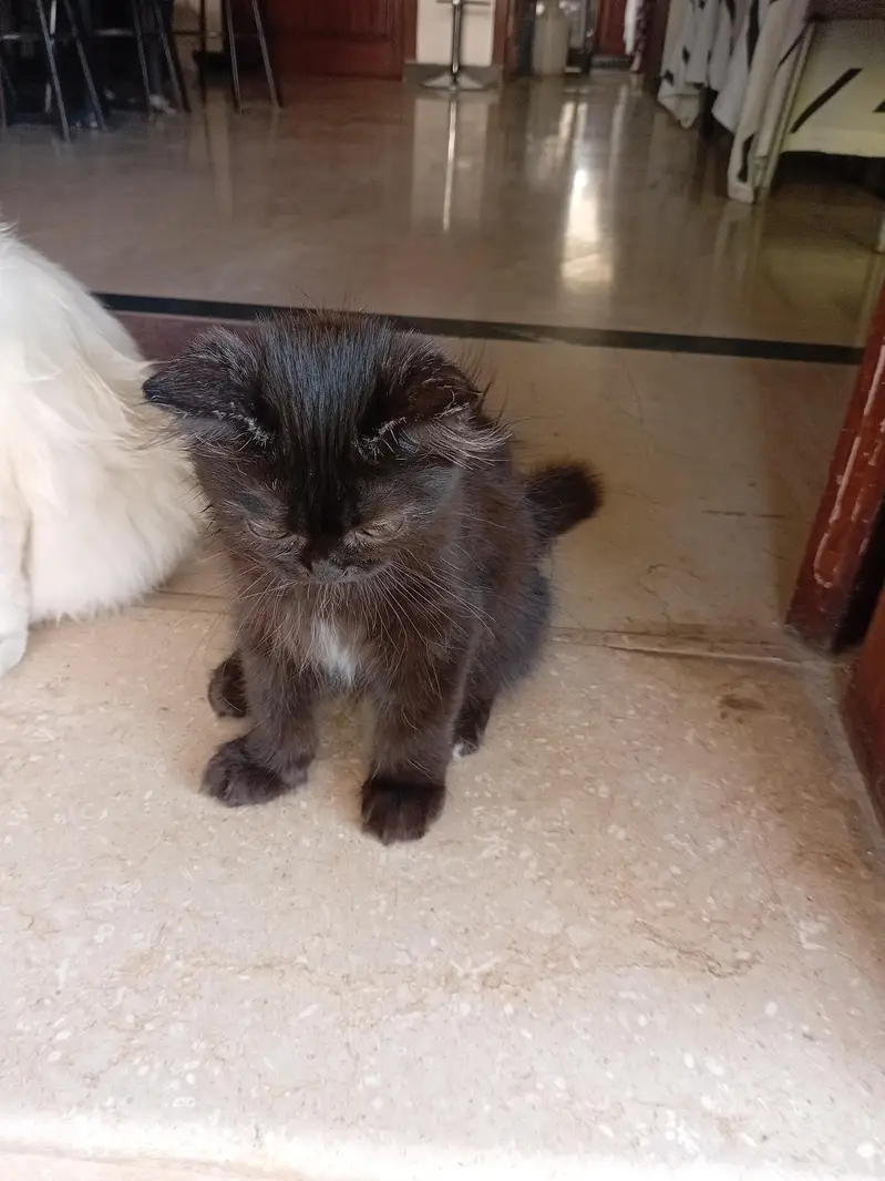 A pair of himaliyan family — photo 5
