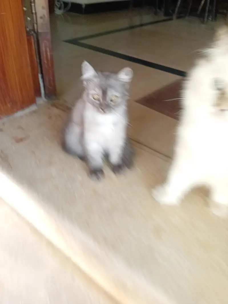 A pair of himaliyan family — photo 6