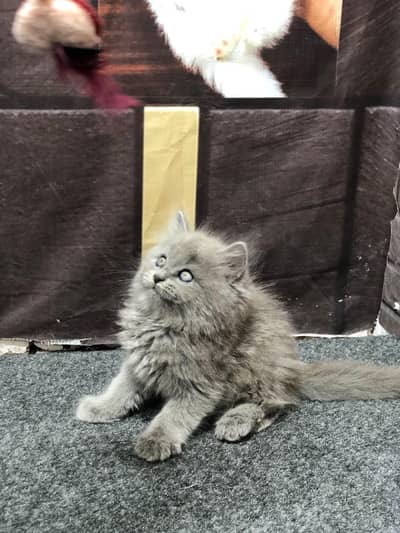 cash on delivery available Persian punch face cat kitten