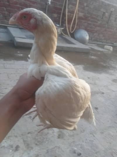 All kind of Aseel available