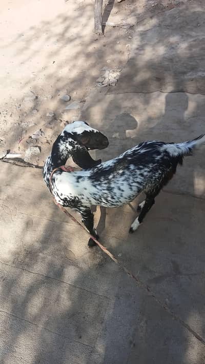 2 goats available for sale