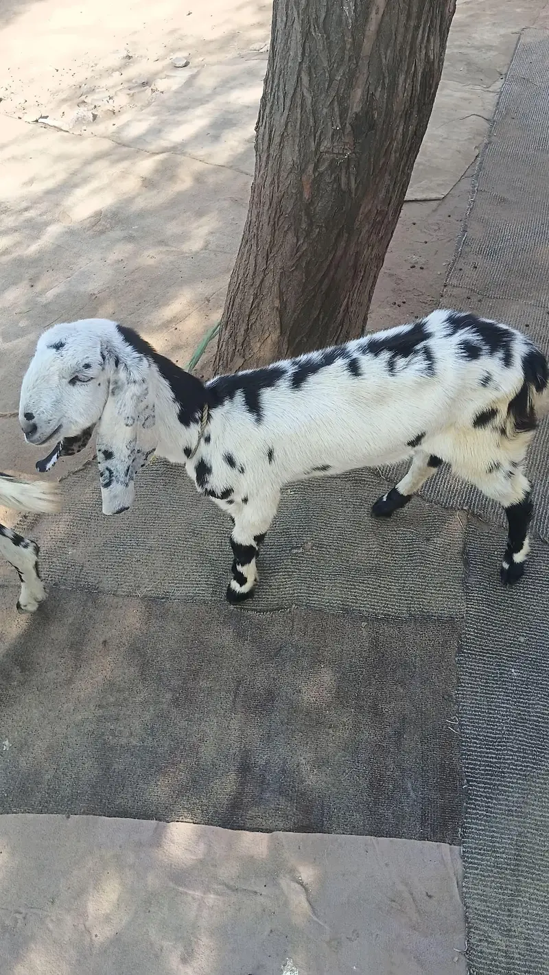 2 goats available for sale — photo 2