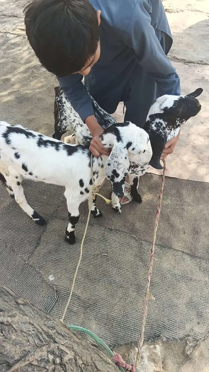 2 goats available for sale — photo 3