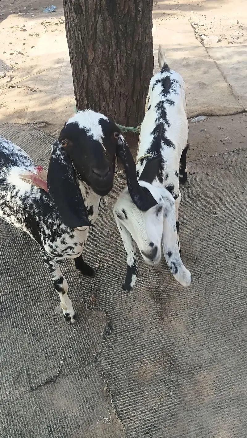 2 goats available for sale — photo 4