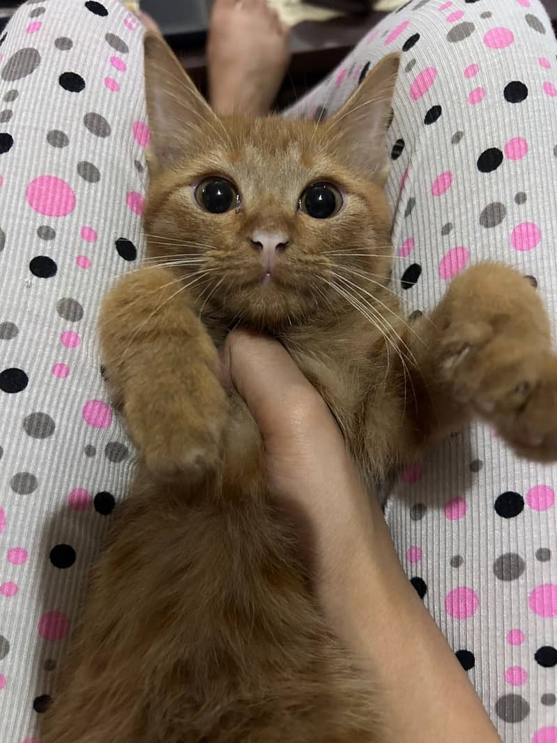 Kitten 4
