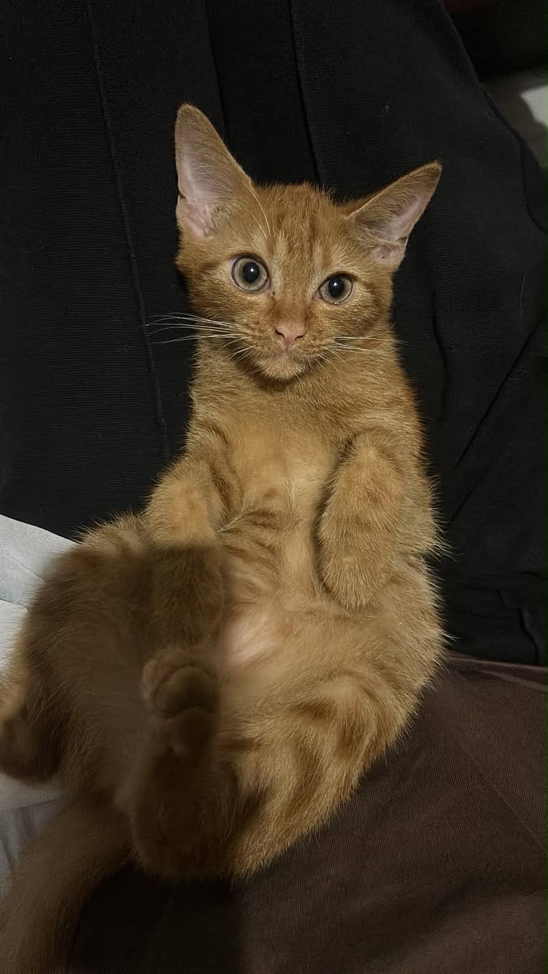 Kitten 5