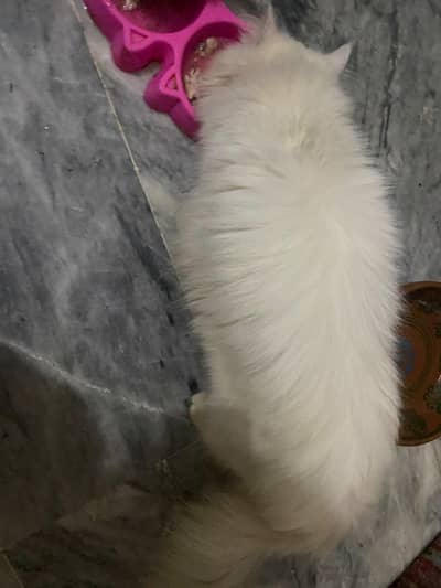 male and female 7 months kitten available