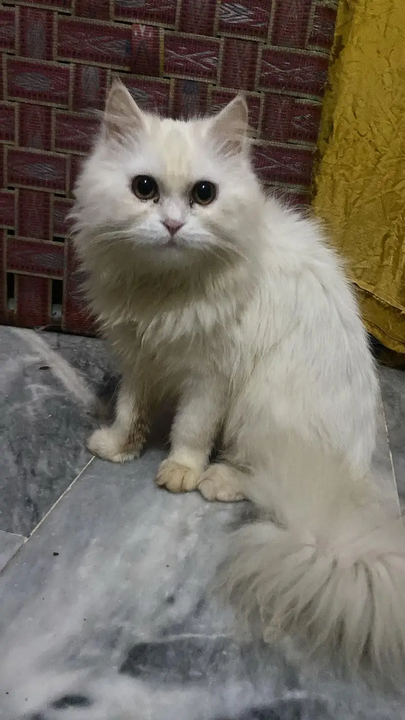 male and female 7 months kitten available — photo 2