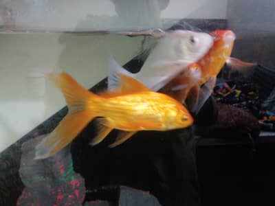 Diamond koi and gold fish