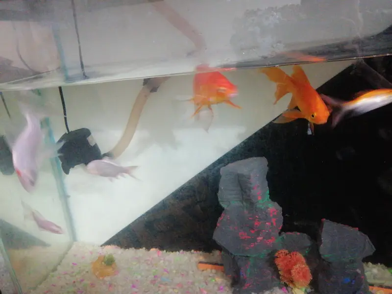 Diamond koi and gold fish — photo 2