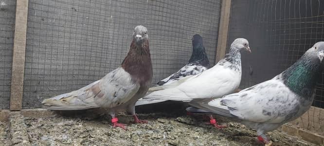 Indian Surkha Goldan Kasoori Joro Walay Kabotar For Sale.