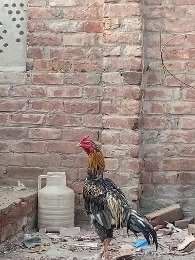 Aseel java Sutter fiter