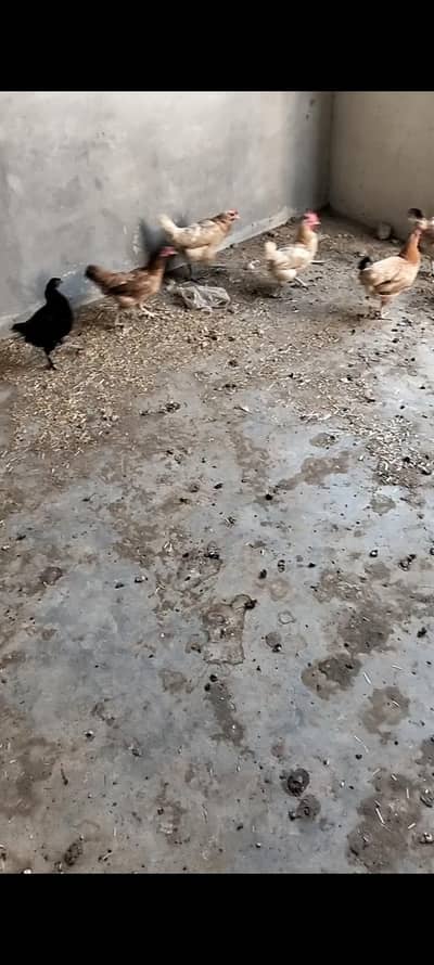 golden hen