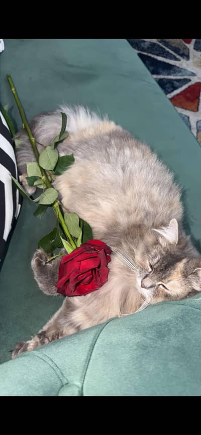 Persian Cat|Persian kitten|Beatiful Cat|Beautiful Kitten|Yellow Eyes