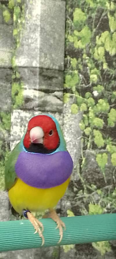 Gouldian Exhibition Size Breeder pair Benglice Forster pairs available