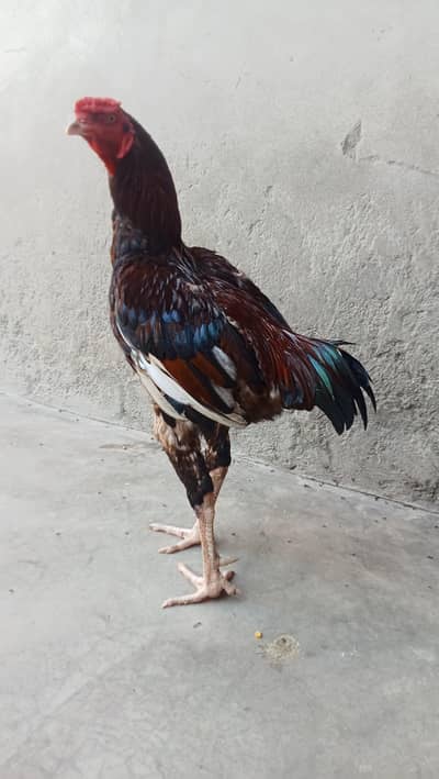 Aseel Morga For Sale Contact 03061647470