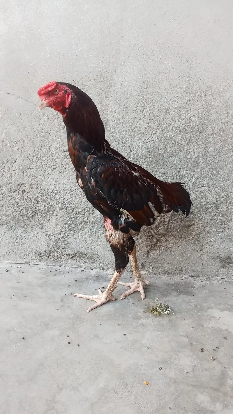 Aseel Morga For Sale Contact 03061647470 — photo 2