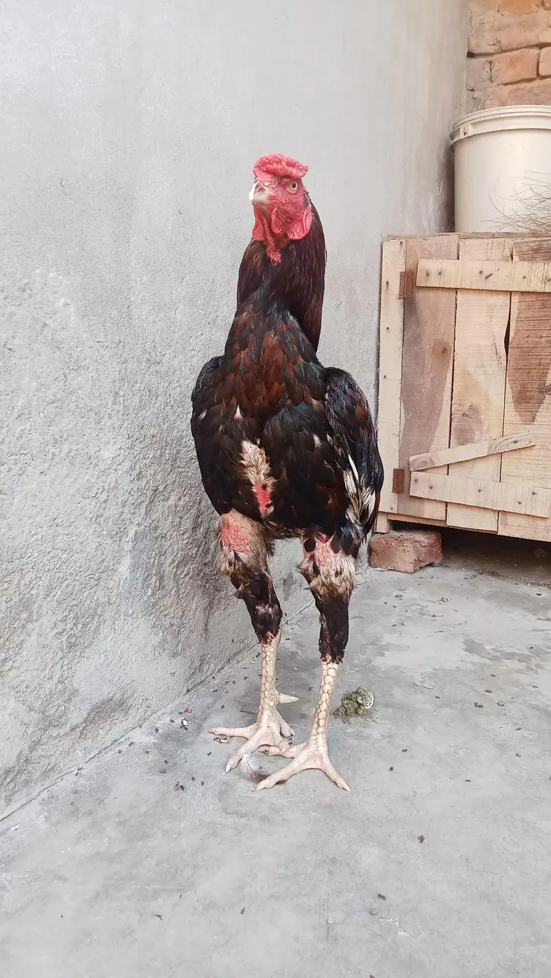 Aseel Morga For Sale Contact 03061647470 — photo 3
