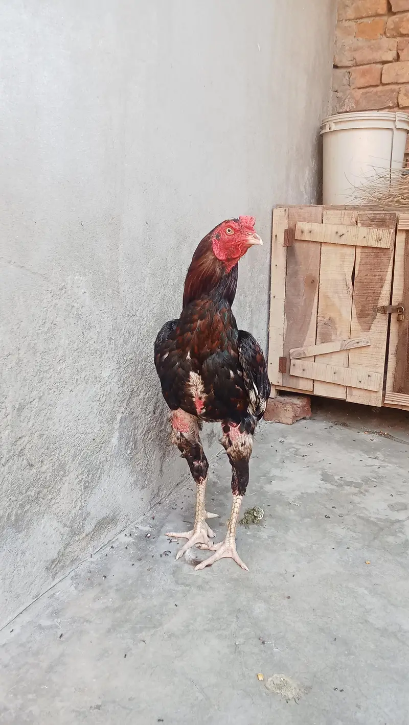 Aseel Morga For Sale Contact 03061647470 — photo 4
