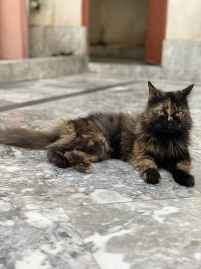 So cute cat three month age Persian