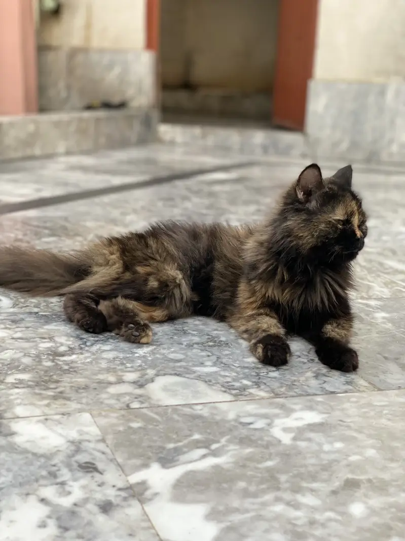 So cute cat three month age Persian — photo 2