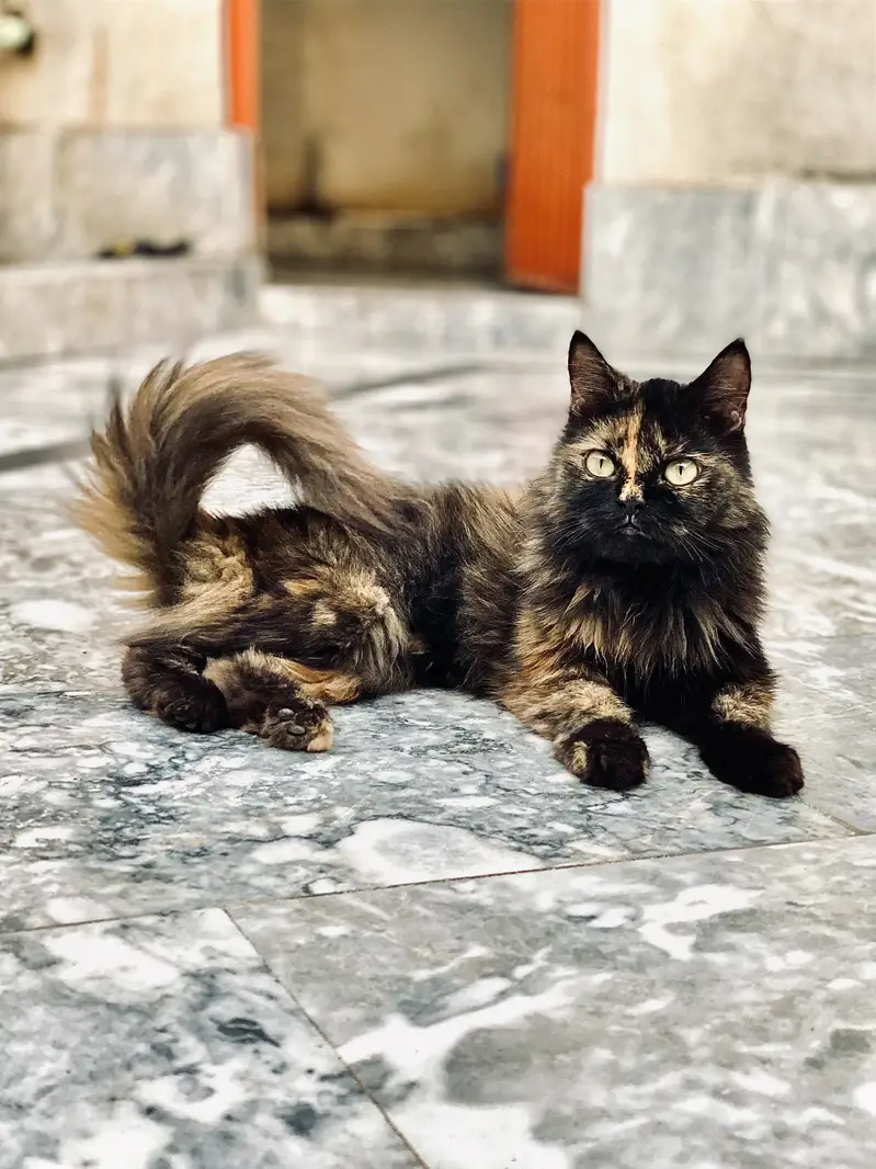 So cute cat three month age Persian — photo 3