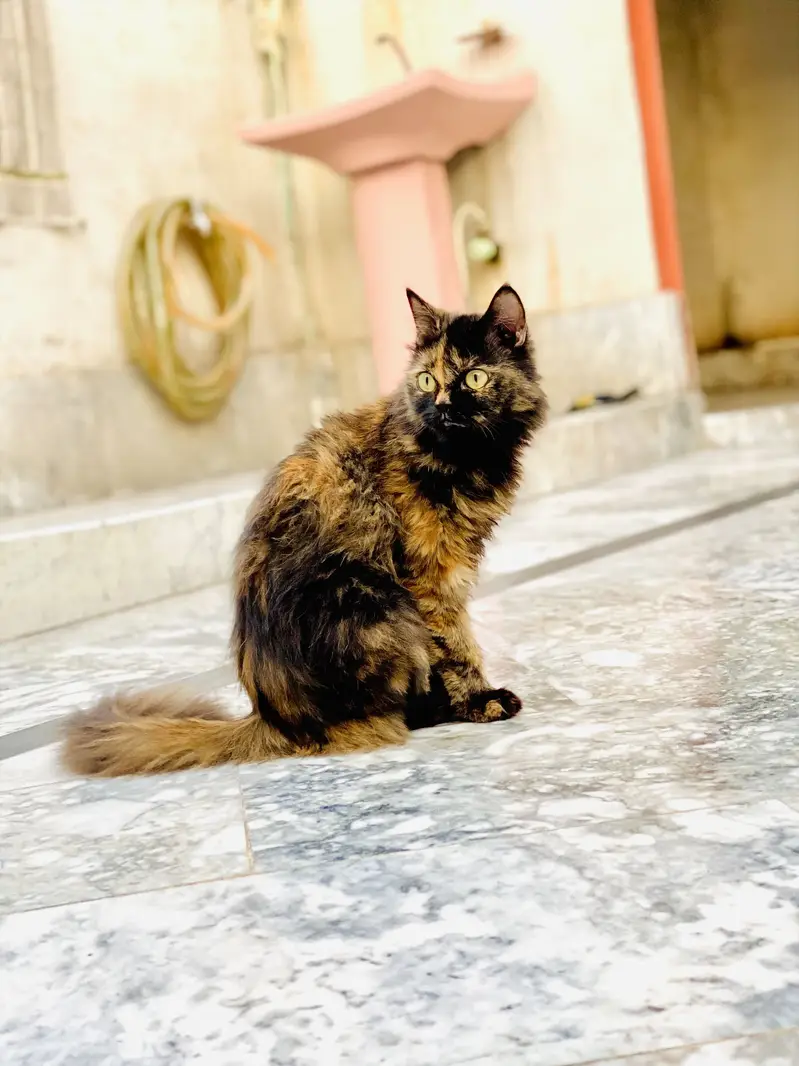 So cute cat three month age Persian — photo 4