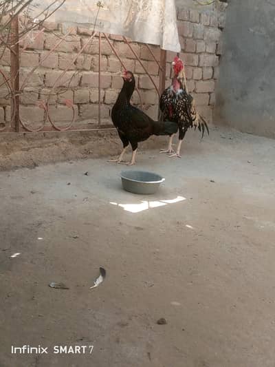mianwali pair aseel top quality fix rate