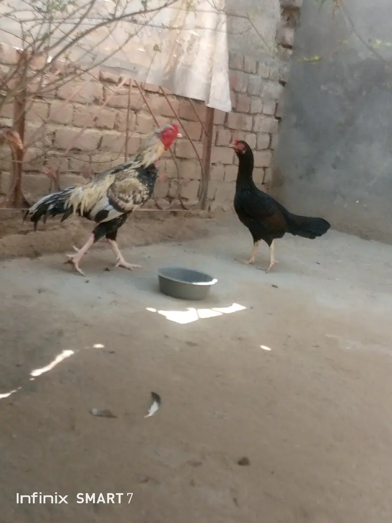 mianwali pair aseel top quality fix rate — photo 2