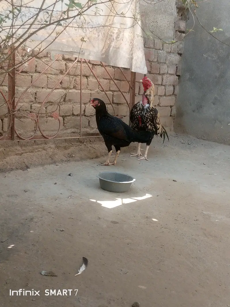 mianwali pair aseel top quality fix rate — photo 3