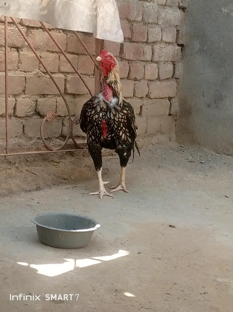 mianwali pair aseel top quality fix rate — photo 5