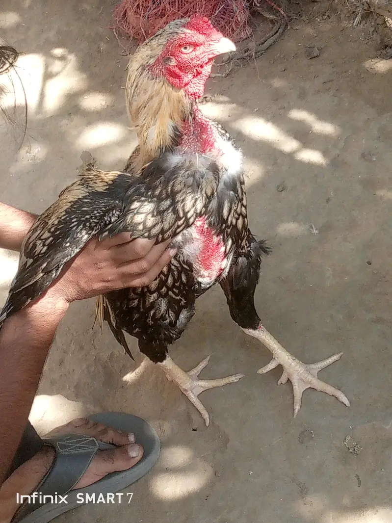 mianwali pair aseel top quality fix rate — photo 6