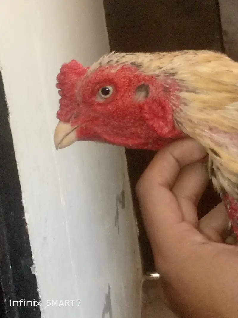 mianwali pair aseel top quality fix rate — photo 7