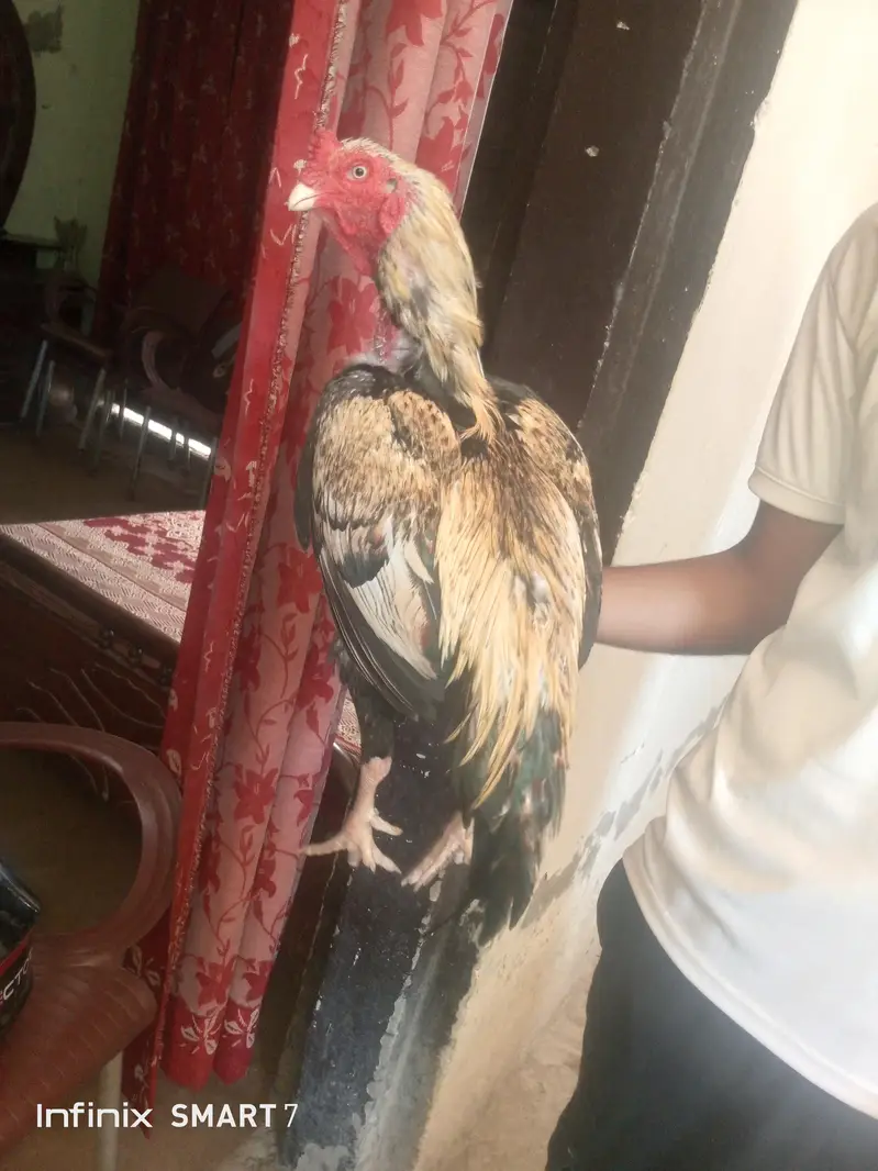 mianwali pair aseel top quality fix rate — photo 9