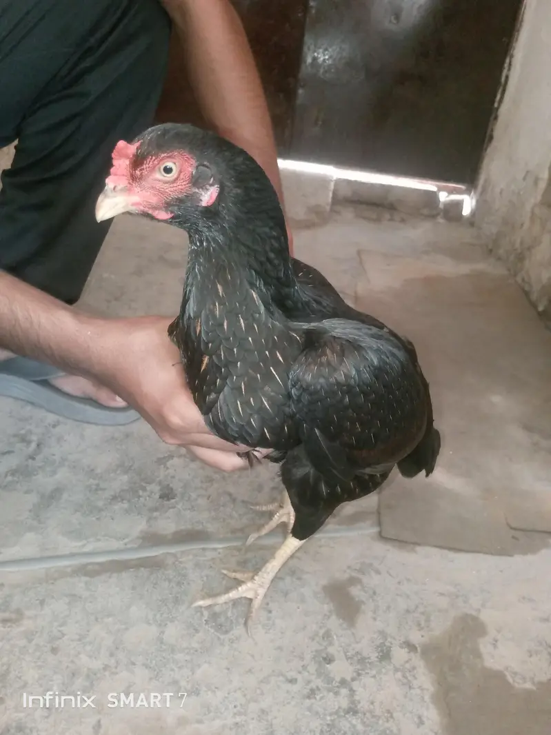 mianwali pair aseel top quality fix rate — photo 10