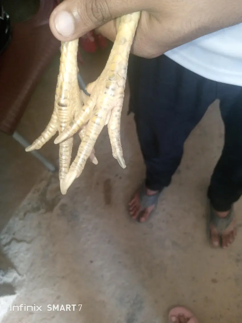 mianwali pair aseel top quality fix rate — photo 11