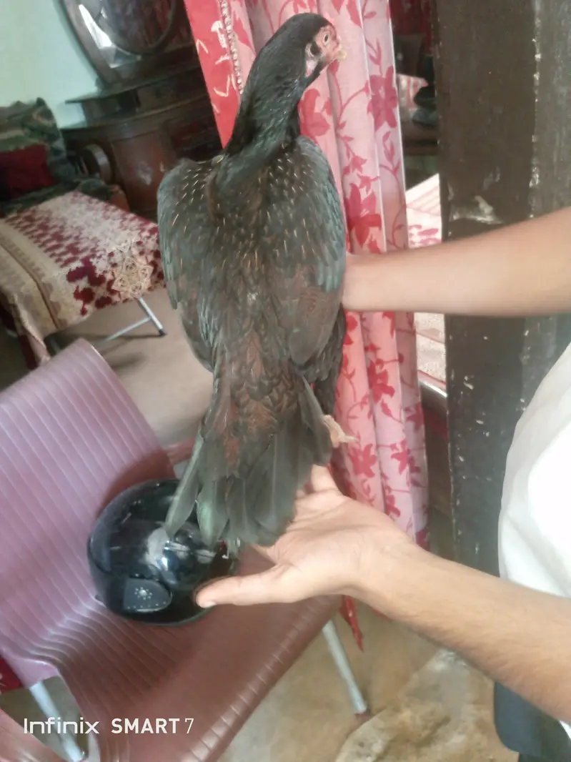 mianwali pair aseel top quality fix rate — photo 12