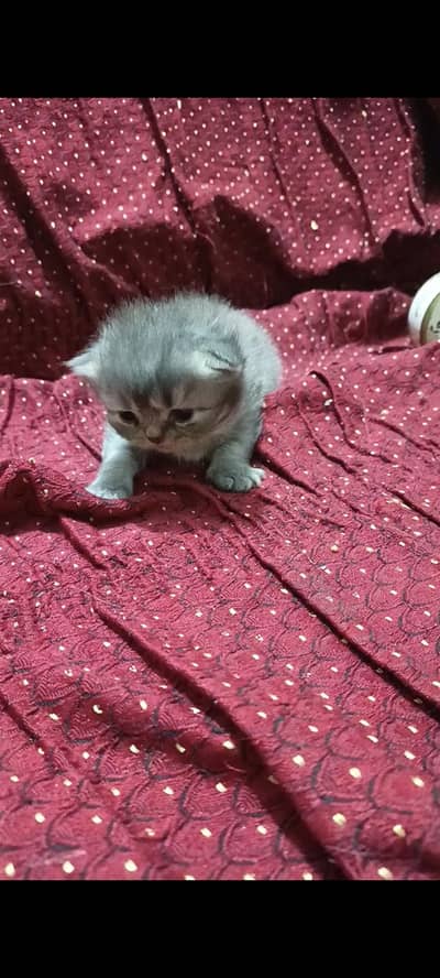 persian cat and kitten