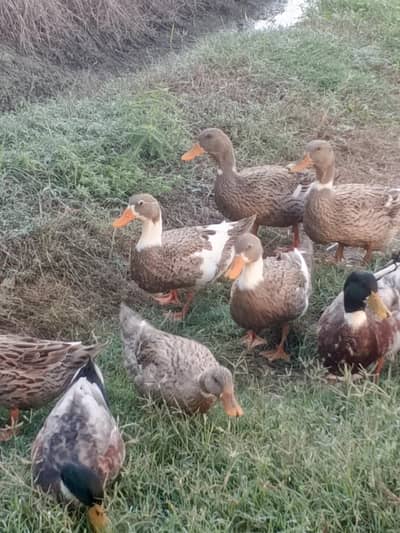 ducks for sale